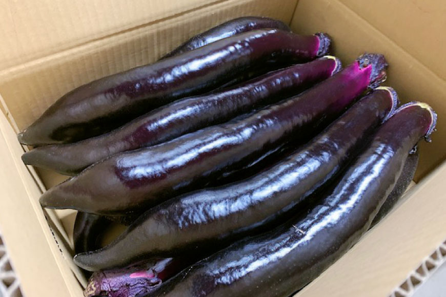BF003【令和8年度出荷分】皮までおいしい！島原 大長ナス 3kg [ なす ナス 茄子 なすび 野菜 長ナス 天ぷら 焼き茄子 味噌汁 産地直送 長崎県 島原市 ]