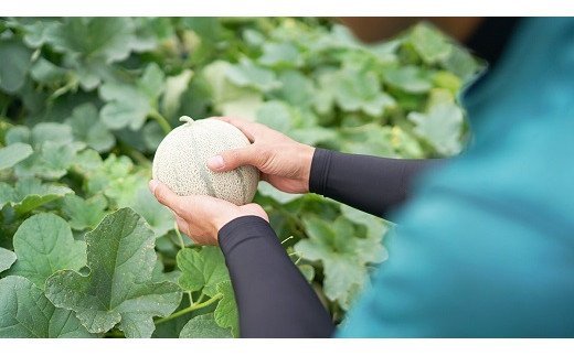 CF108【令和8年度出荷分】マルセイユメロン～島原風香～（4L×2玉）[農事組合法人　『舞岳の里』生産組合 長崎県 島原市 CF108] メロン 赤肉 果物 くだもの フルーツ 産地直送