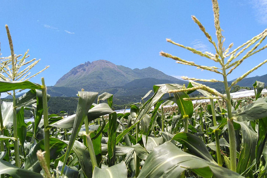 AG034　【令和8年度出荷分】5月下旬から出荷！「朝どれバイカラーコーン！」L×11～15本セット