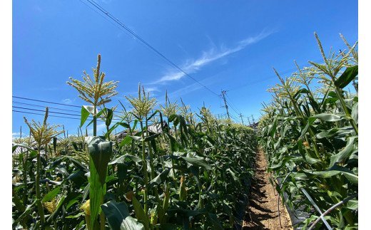 CE280【令和8年度出荷分】 5月下旬から出荷！ 朝どれ スイートコーン L×5本セット(1.8kg入) ～名水百選の里 島原産～