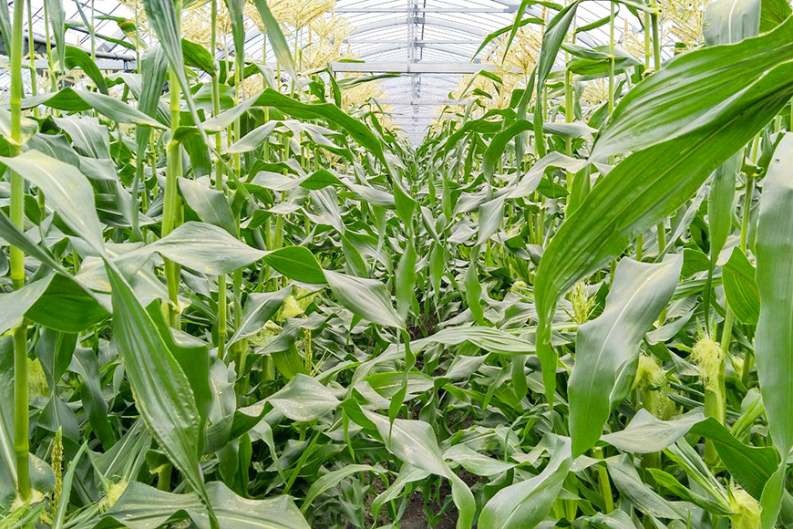 AG034　【令和8年度出荷分】5月下旬から出荷！「朝どれバイカラーコーン！」L×11～15本セット