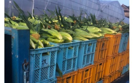 CE280【令和8年度出荷分】 5月下旬から出荷！ 朝どれ スイートコーン L×5本セット(1.8kg入) ～名水百選の里 島原産～