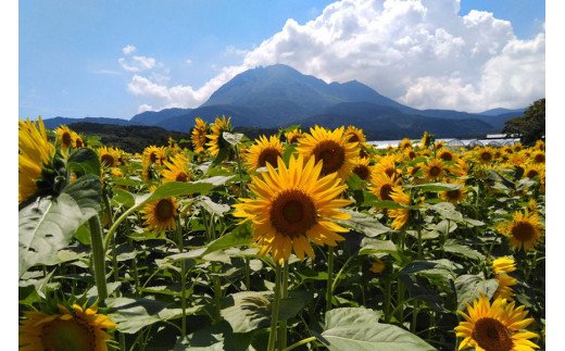 BF113 10月下旬から出荷！「幻の朝どれホワイトコーン！」Lサイズ以上×5本セット【全国的にも珍しい秋季出荷】