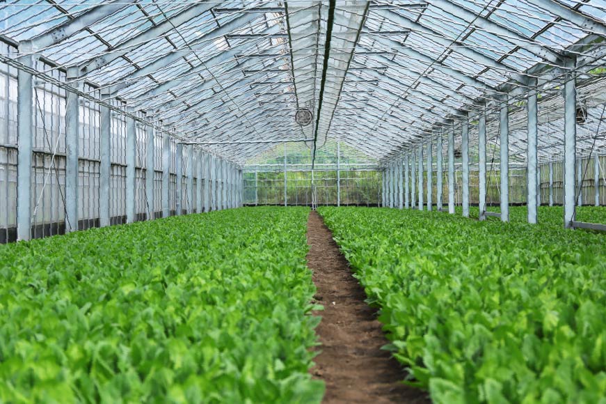 CH011 ほうれん草 150g×30束[ホウレンソウ 野菜]