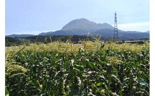 CE280【令和8年度出荷分】 5月下旬から出荷！ 朝どれ スイートコーン L×5本セット(1.8kg入) ～名水百選の里 島原産～