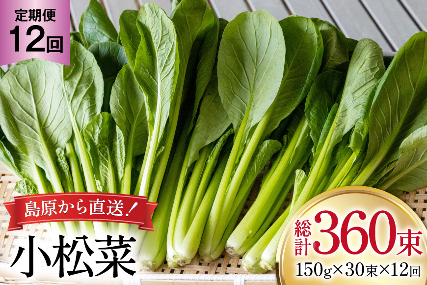 AI334 定期便 12回 小松菜 30束 [ 野菜 こまつな やさい 冷蔵 葉物野菜 田中農園 長崎県 島原市 ]