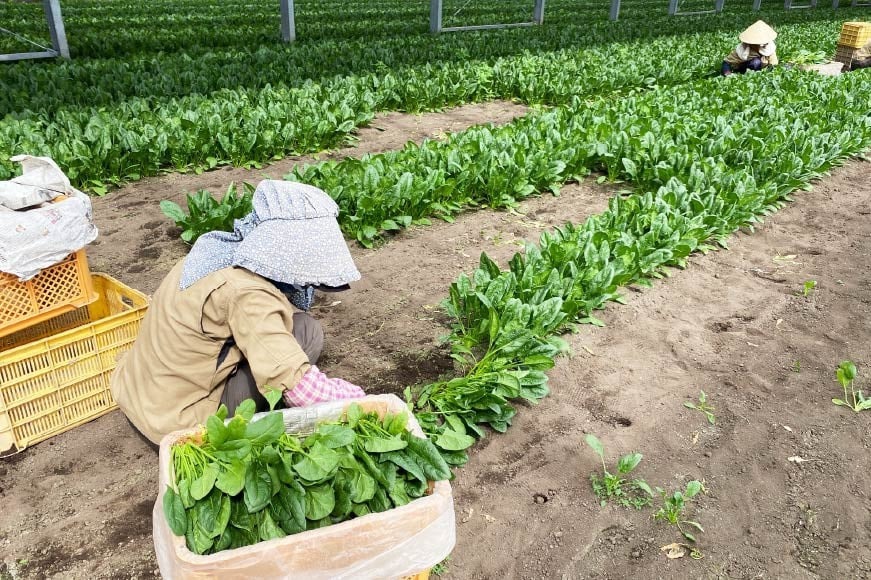 AI330 定期便 6回 小松菜 10束 [ 野菜 こまつな やさい 冷蔵 葉物野菜 田中農園 長崎県 島原市 ]