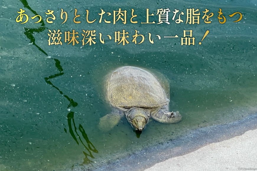 CI116 極上! スッポン鍋 セット 4〜5人前 [スッポン すっぽん 鍋 すっぽん鍋]