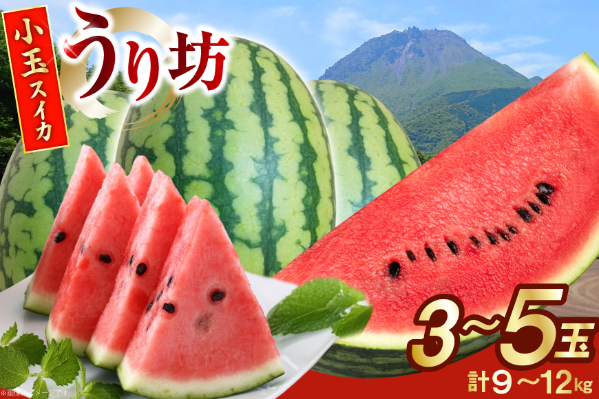 AJ645 【令和8年度出荷分】 島原スイカ倶楽部 小玉スイカ うり坊 3〜5玉 計9〜12kg [ 先行予約 数量限定 小玉 うり坊 スイカ 西瓜 フルーツ 果物 長崎 長崎県 島原市 ]