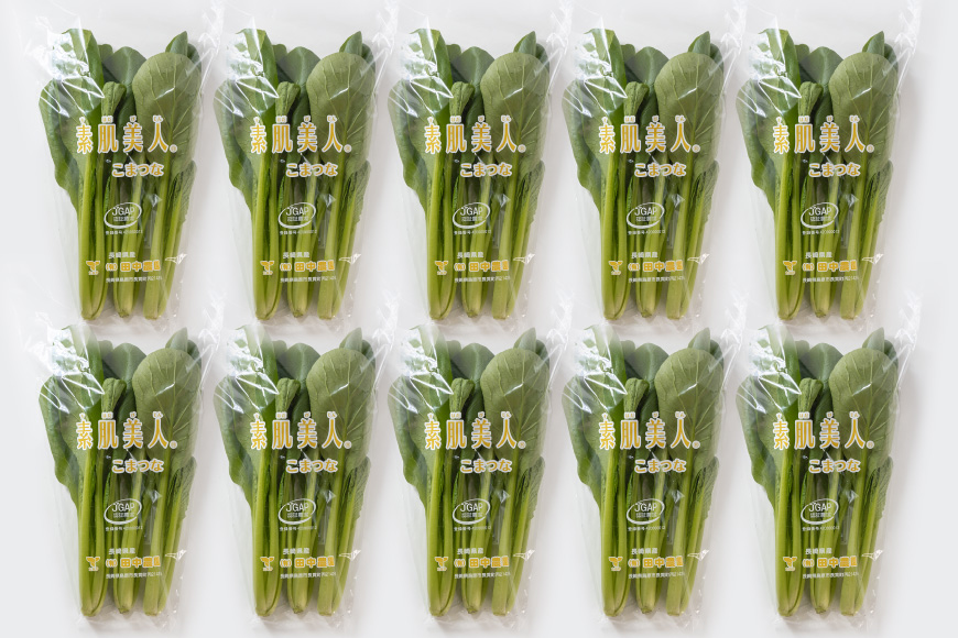 AI330 定期便 6回 小松菜 10束 [ 野菜 こまつな やさい 冷蔵 葉物野菜 田中農園 長崎県 島原市 ]