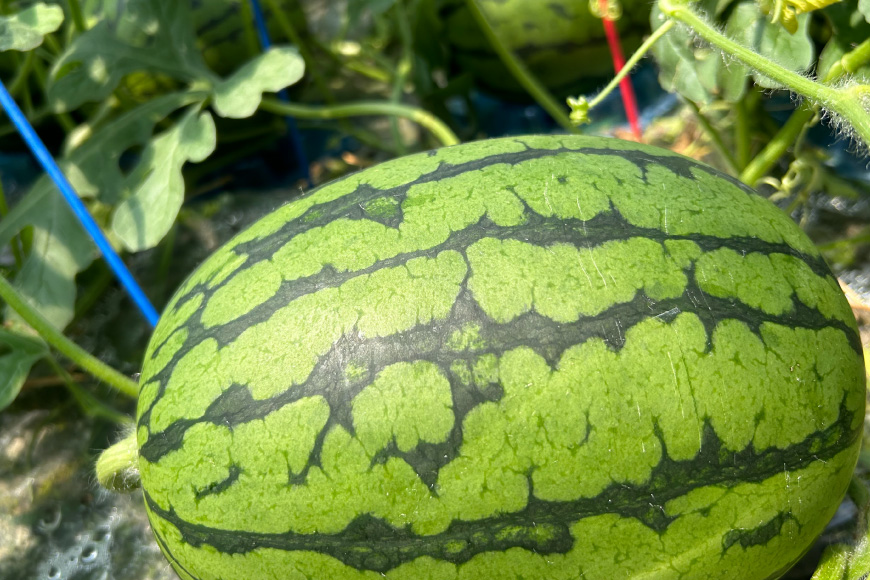 AJ645 【令和8年度出荷分】 島原スイカ倶楽部 小玉スイカ うり坊 3〜5玉 計9〜12kg [ 先行予約 数量限定 小玉 うり坊 スイカ 西瓜 フルーツ 果物 長崎 長崎県 島原市 ]