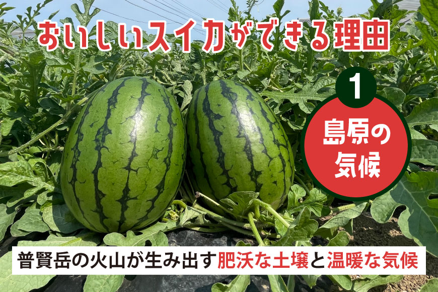 AJ462 【令和8年度出荷分】 Farm honda 小玉スイカ 3〜5玉 約10kg [ 先行予約 数量限定 小玉 スイカ 西瓜 フルーツ 果物 長崎 長崎県 島原市 ]