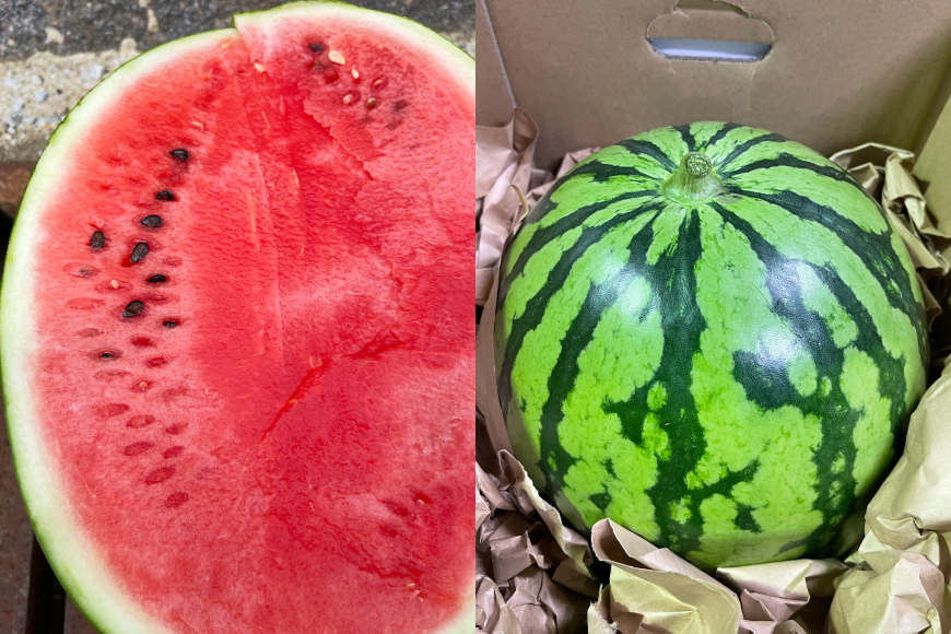 AJ698 【令和8年出荷分】 Farm honda 大玉スイカ 1玉 8kg以上 [ スイカ すいか 西瓜 大玉すいか 肥後浪漫 羅皇ザ・スイート 羅王 ラオウ らおう あまい 本多光則農園 長崎県 島原市]