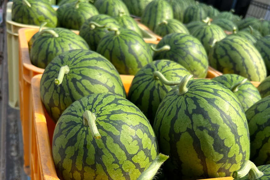 AJ645 【令和8年度出荷分】 島原スイカ倶楽部 小玉スイカ うり坊 3〜5玉 計9〜12kg [ 先行予約 数量限定 小玉 うり坊 スイカ 西瓜 フルーツ 果物 長崎 長崎県 島原市 ]