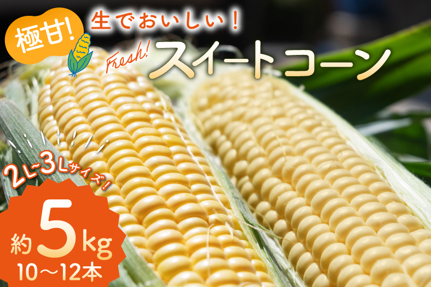 AI207【令和8年度出荷分】とうもろこし スイートコーン イエロー 2L〜3Lサイズ 10本〜12本 約5kg [ トウモロコシ コーン ゴールドラッシュ 野菜 5キロ さかいさんち SAKAI FARM 長崎県 島原市 ]
