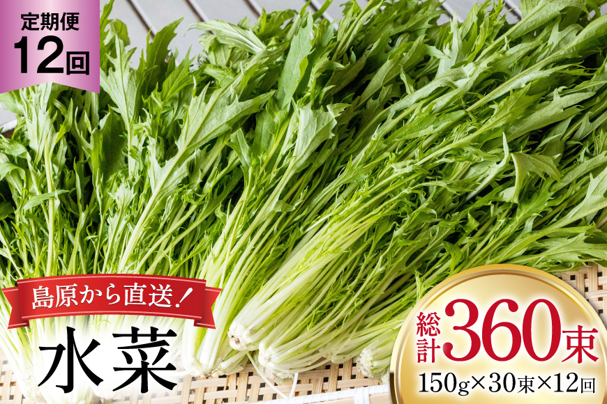 AI340 定期便 12回 水菜 30束 [ 野菜 みずな サラダ やさい 冷蔵 葉物野菜 田中農園 長崎県 島原市 ]