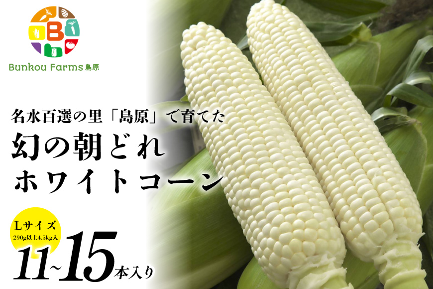 BE277 【令和8年度出荷分】6月中旬から出荷！ 幻の朝どれ ホワイトコーン L以上×11～15本セット 4.5kg ～名水百選の里 島原産～