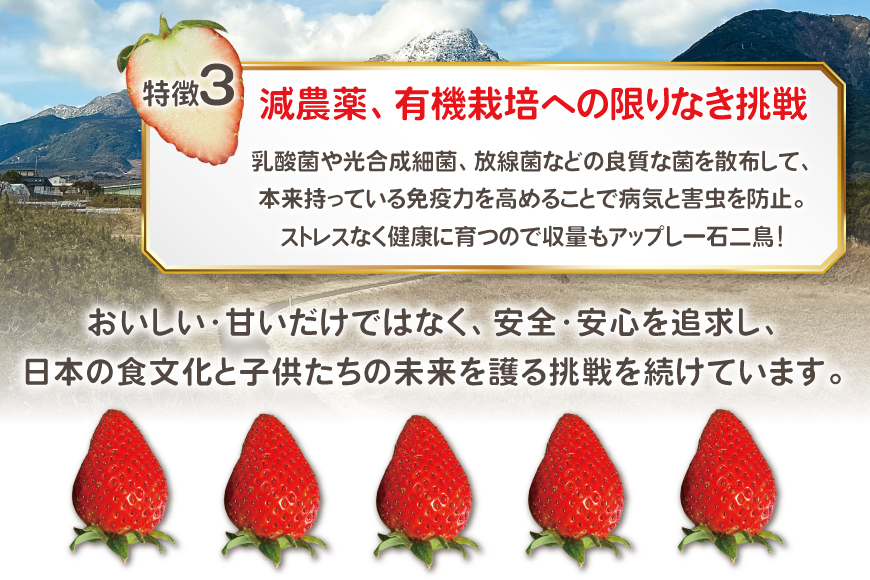 AI377 いちご ほおばるベリー 約 1kg 250g 4パック [ 苺 イチゴ 1キロ 甘い おいしい あまい フルーツ 果物 出田農円 長崎県 島原市]