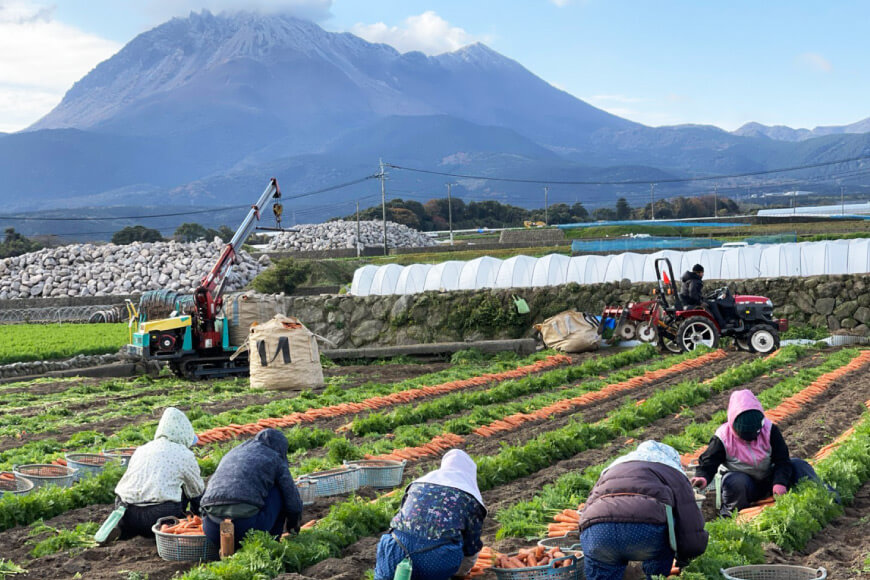 【令和7年度出荷分】AF156 新じゃがいも・新玉ねぎ・春人参のよくばりセット