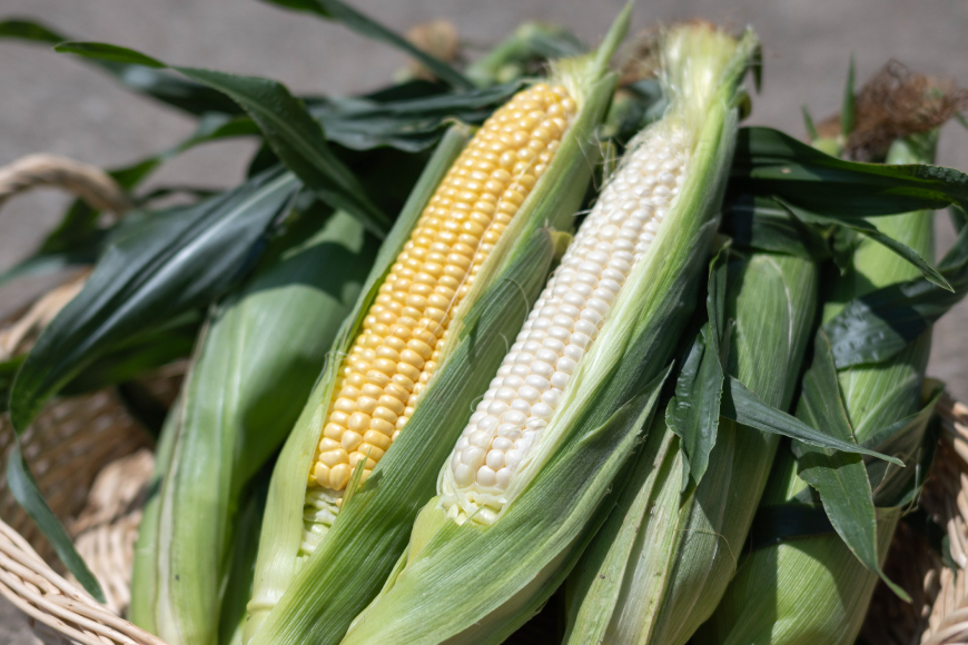 AI207【令和8年度出荷分】とうもろこし スイートコーン イエロー 2L~3Lサイズ 11本~12本 計5kg [ トウモロコシ コーン ゴールドラッシュ 野菜 5キロ さかいさんち SAKAI FARM 長崎県 島原市 ]