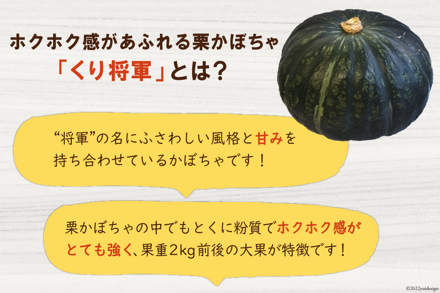 AE157ホクホク甘い！ 長崎県産 くりかぼちゃ 「くり将軍」 約5kg（2～3玉）