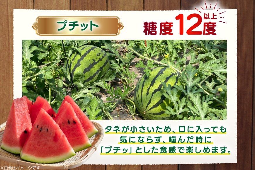 AJ459 【令和8年度出荷分】 湧水の里 モリファーム 中玉スイカ プチット M〜L 5〜7kg 1玉 [ 先行予約 数量限定 中玉 スイカ 西瓜 フルーツ 果物 長崎 長崎県 島原市 ]