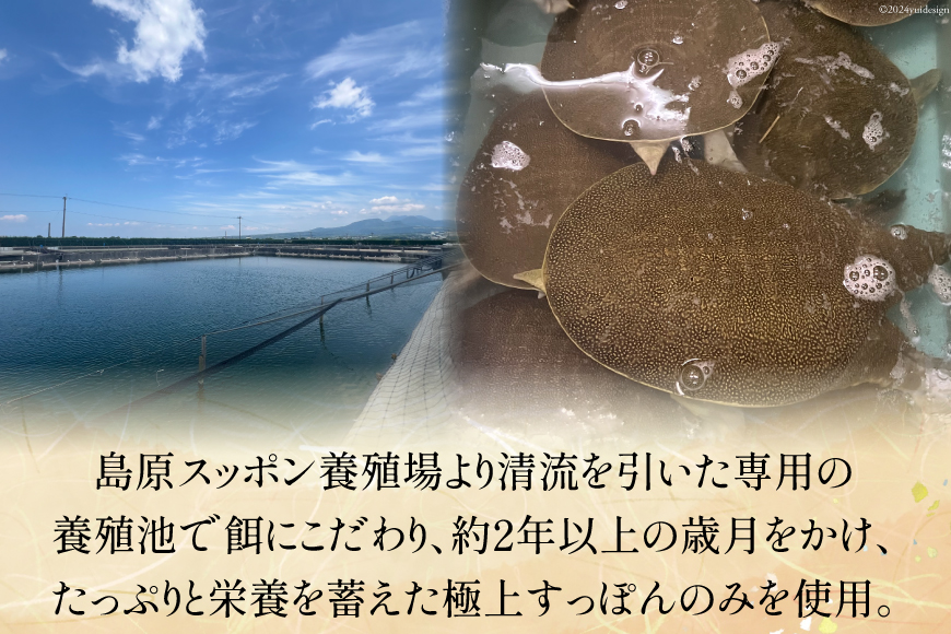 CI116 極上! スッポン鍋 セット 4〜5人前 [スッポン すっぽん 鍋 すっぽん鍋]