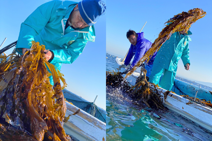 AE298 有明海産 無添加めかぶとろろ（250g×10パック）