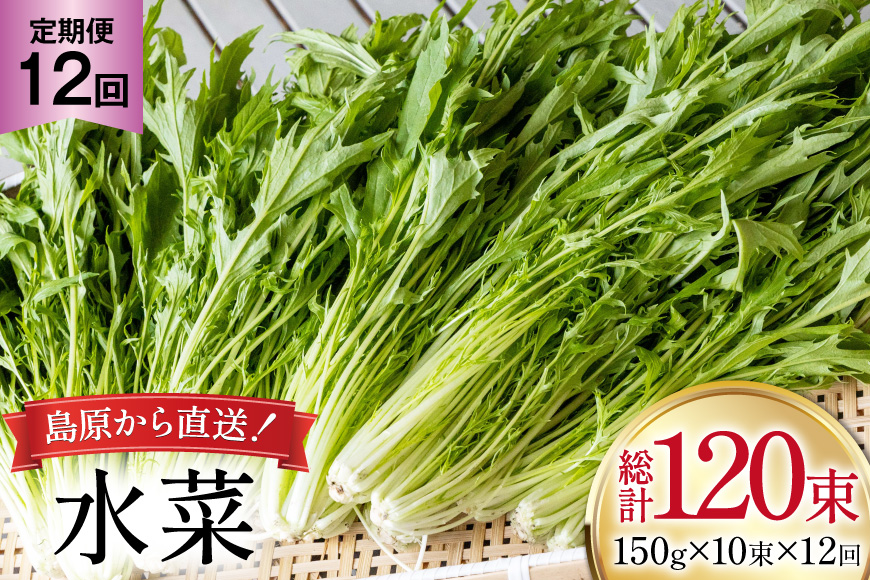AI337 定期便 12回 水菜 10束 [ 野菜 みずな サラダ やさい 冷蔵 葉物野菜 田中農園 長崎県 島原市 ]