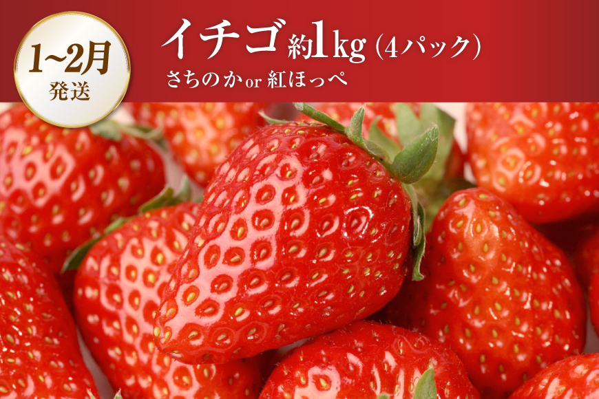 CG083 フルーツ 定期便 全4回 厳選！島原の人気フルーツ定期便 [ 旬 果物 詰め合わせ 食べ比べ セット いちご メロン すいか キウイ 長崎県 島原市 ]