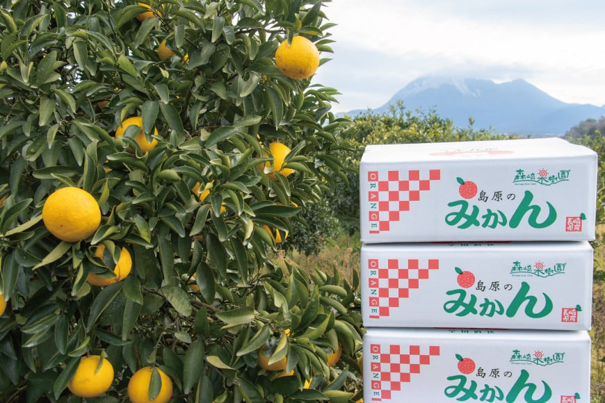 CA040 雲仙普賢岳の風が育む みかんセット 12kg [みかん ミカン 旬 12キロ 長崎県 島原市]