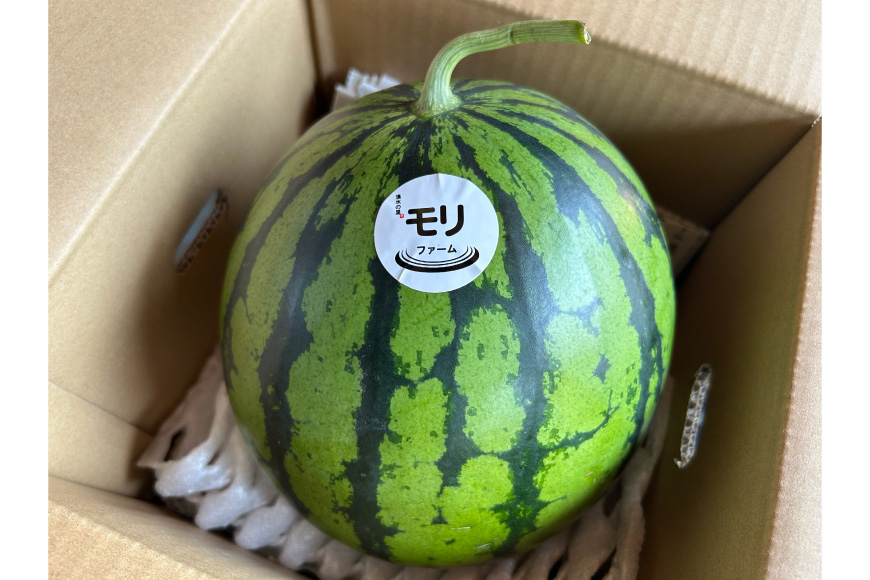 AJ459 【令和8年度出荷分】 湧水の里 モリファーム 中玉スイカ プチット M〜L 5〜7kg 1玉 [ 先行予約 数量限定 中玉 スイカ 西瓜 フルーツ 果物 長崎 長崎県 島原市 ]