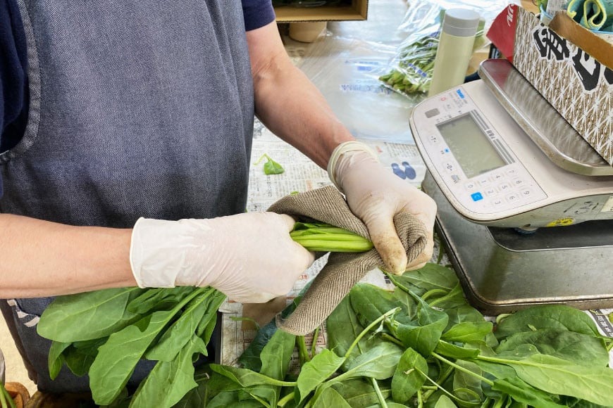 AI325 定期便 12回 ほうれん草 10束 [ 野菜 ホウレン草 やさい ホウレンソウ 冷蔵 葉物野菜 田中農園 長崎県 島原市 ]