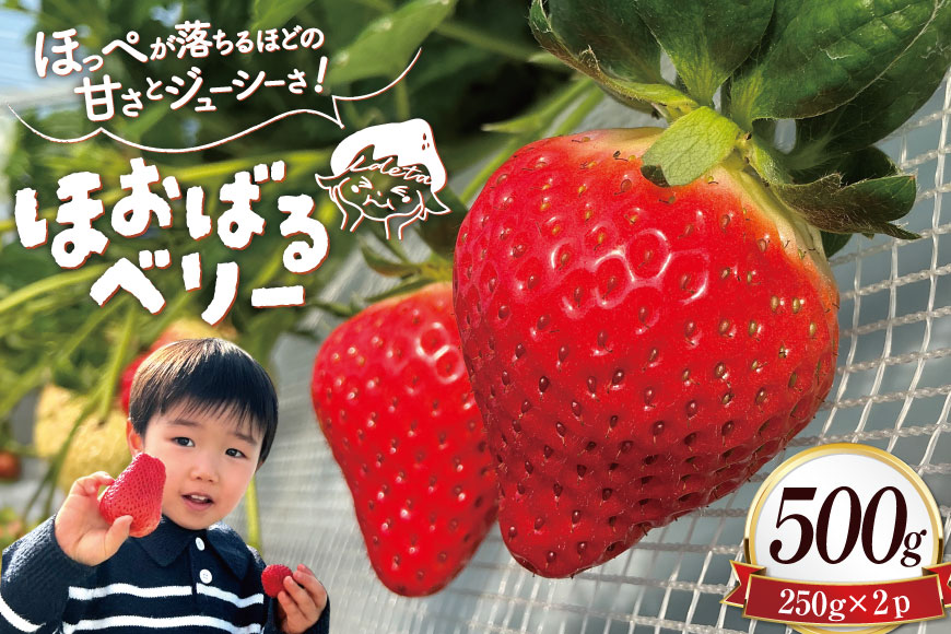 AJ437 【2025年12月発送開始】 いちご ほおばるベリー 約 500g ( 250g 2パック ) [ 苺 イチゴ 500g 甘い あまい おいしい ブランド フルーツ 果物 出田農円 長崎県 島原市 ]