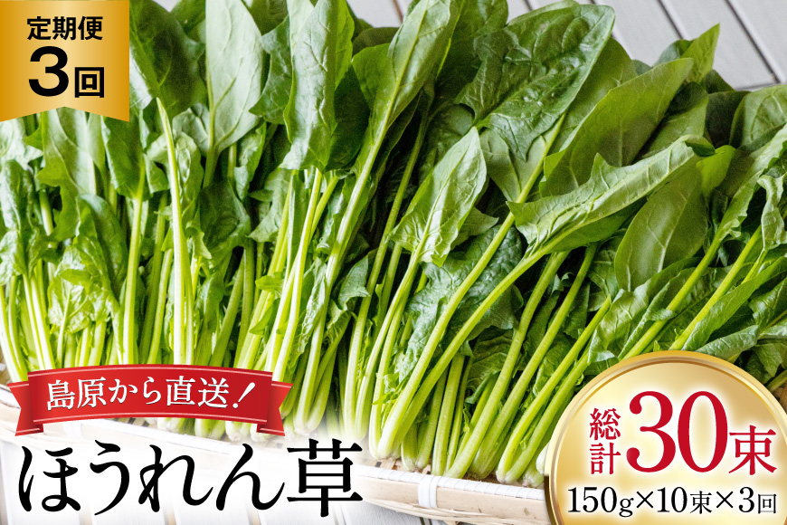 AI323 定期便 3回 ほうれん草 10束 [ 野菜 ホウレン草 やさい ホウレンソウ 冷蔵 葉物野菜 田中農園 長崎県 島原市 ]