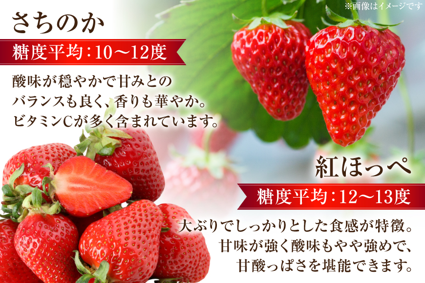 CG083 フルーツ 定期便 全4回 厳選！島原の人気フルーツ定期便 [ 旬 果物 詰め合わせ 食べ比べ セット いちご メロン すいか キウイ 長崎県 島原市 ]