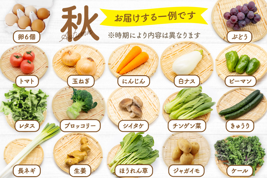 BD038 【12回定期便】 野菜・フルーツ・卵 旬のおまかせセット （野菜･フルーツ13～16種、卵6玉） [ 野菜セット 野菜 フルーツ 果物 たまご 鶏卵 産地直送 厳選 長崎県 島原市 送料無料]