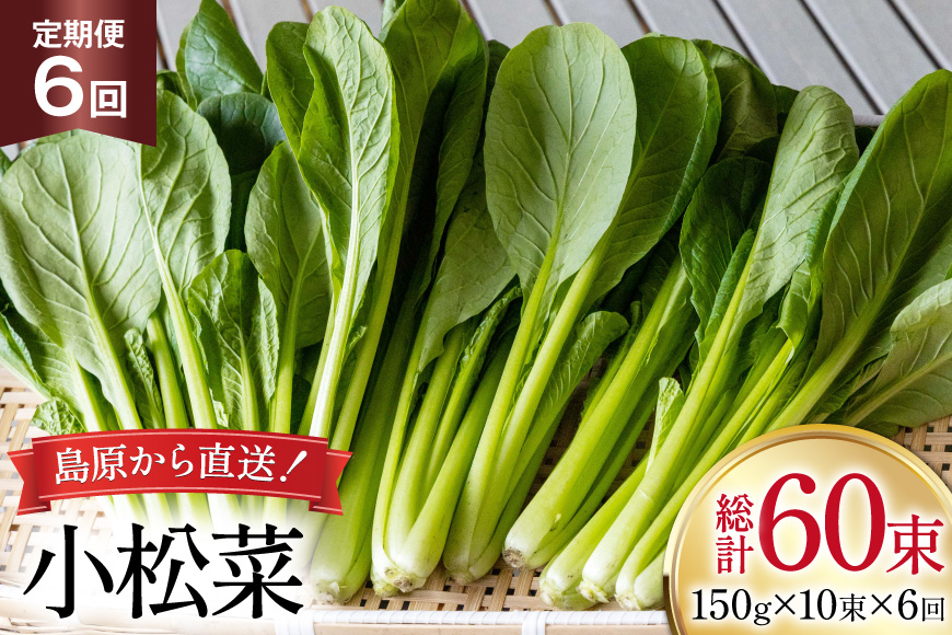AI330 定期便 6回 小松菜 10束 [ 野菜 こまつな やさい 冷蔵 葉物野菜 田中農園 長崎県 島原市 ]