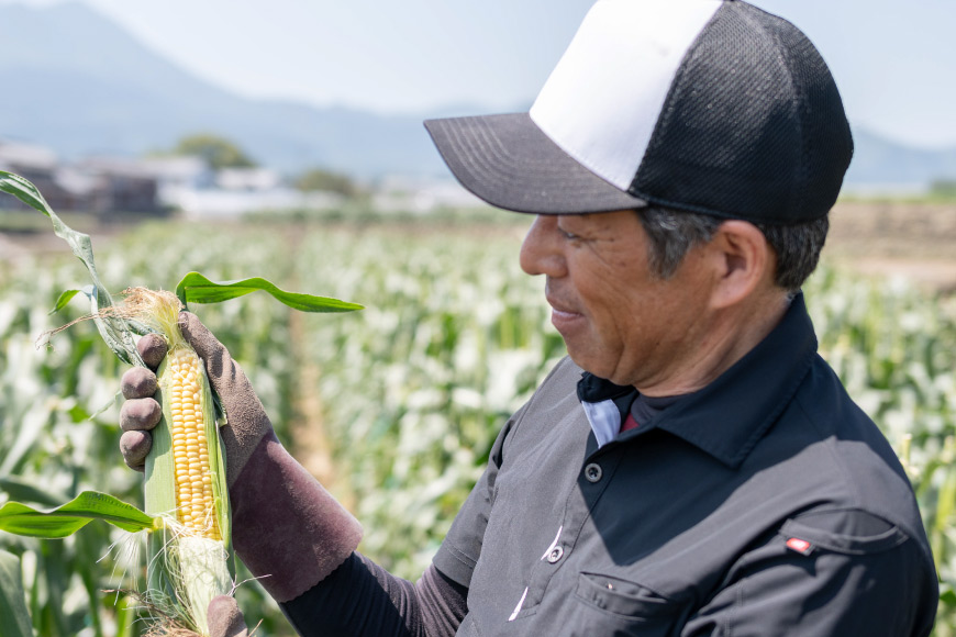 AJ454【令和8年度出荷分】 とうもろこし スイートコーン イエロー 2kg 5本 2Lサイズ [ トウモロコシ コーン ゴールドラッシュ 野菜 2キロ さかいさんち SAKAI FARM 長崎県 島原市 ]