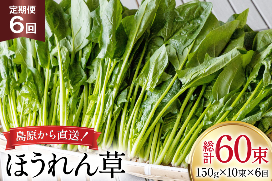 AI324 定期便 6回 ほうれん草 10束 [ 野菜 ホウレン草 やさい ホウレンソウ 冷蔵 葉物野菜 田中農園 長崎県 島原市 ]
