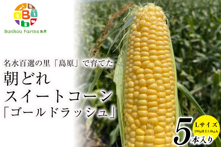 CE280【令和8年度出荷分】 5月下旬から出荷！ 朝どれ スイートコーン L×5本セット(1.8kg入) ～名水百選の里 島原産～