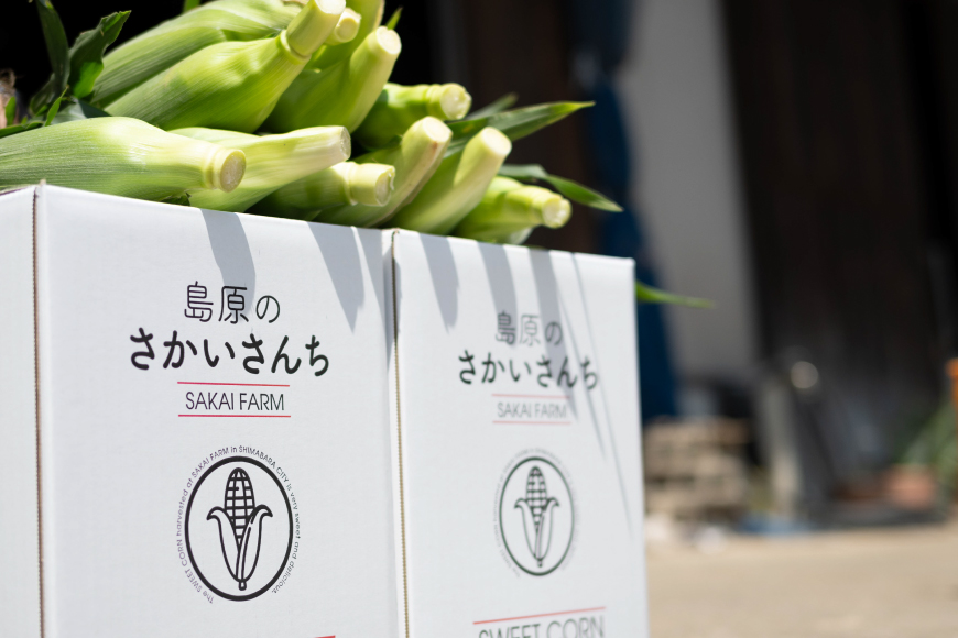 AI207【令和8年度出荷分】とうもろこし スイートコーン イエロー 2L~3Lサイズ 11本~12本 計5kg [ トウモロコシ コーン ゴールドラッシュ 野菜 5キロ さかいさんち SAKAI FARM 長崎県 島原市 ]