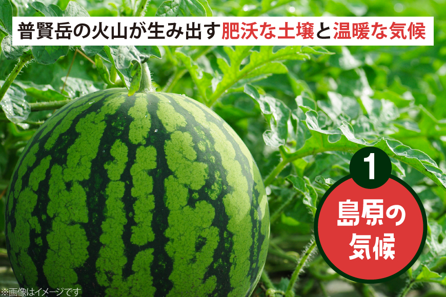 AJ698 【令和8年出荷分】 Farm honda 大玉スイカ 1玉 8kg以上 [ スイカ すいか 西瓜 大玉すいか 肥後浪漫 羅皇ザ・スイート 羅王 ラオウ らおう あまい 本多光則農園 長崎県 島原市]