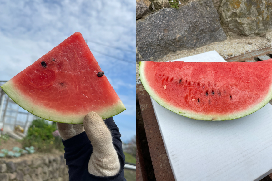 AJ698 【令和8年出荷分】 Farm honda 大玉スイカ 1玉 8kg以上 [ スイカ すいか 西瓜 大玉すいか 肥後浪漫 羅皇ザ・スイート 羅王 ラオウ らおう あまい 本多光則農園 長崎県 島原市]