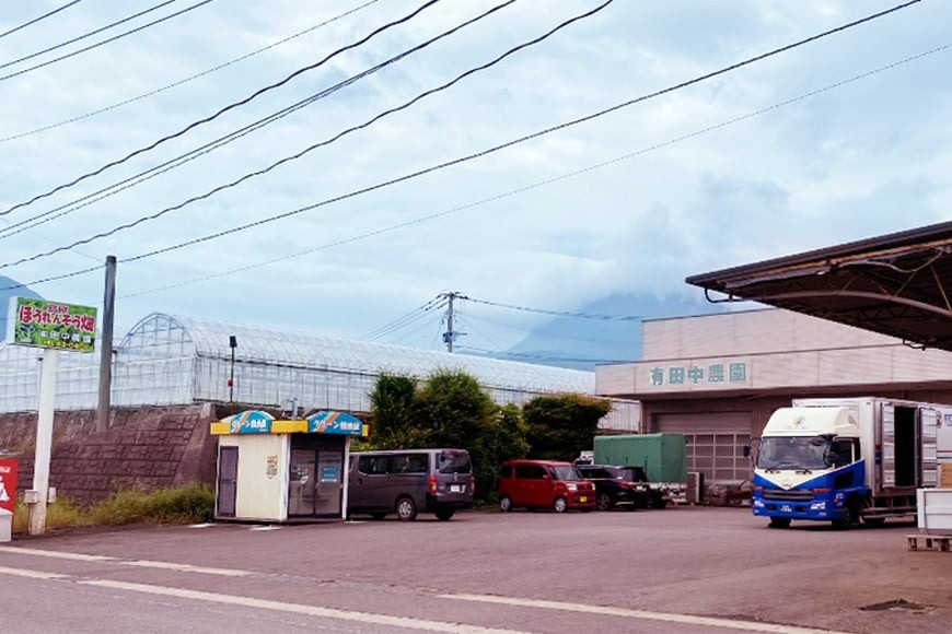 AI334 定期便 12回 小松菜 30束 [ 野菜 こまつな やさい 冷蔵 葉物野菜 田中農園 長崎県 島原市 ]