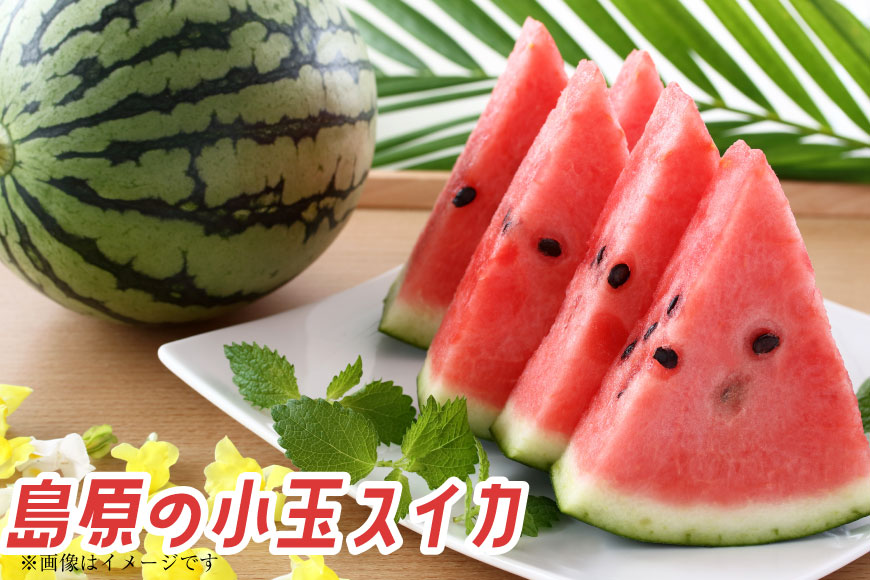 AJ462 【令和8年度出荷分】 Farm honda 小玉スイカ 3〜5玉 約10kg [ 先行予約 数量限定 小玉 スイカ 西瓜 フルーツ 果物 長崎 長崎県 島原市 ]