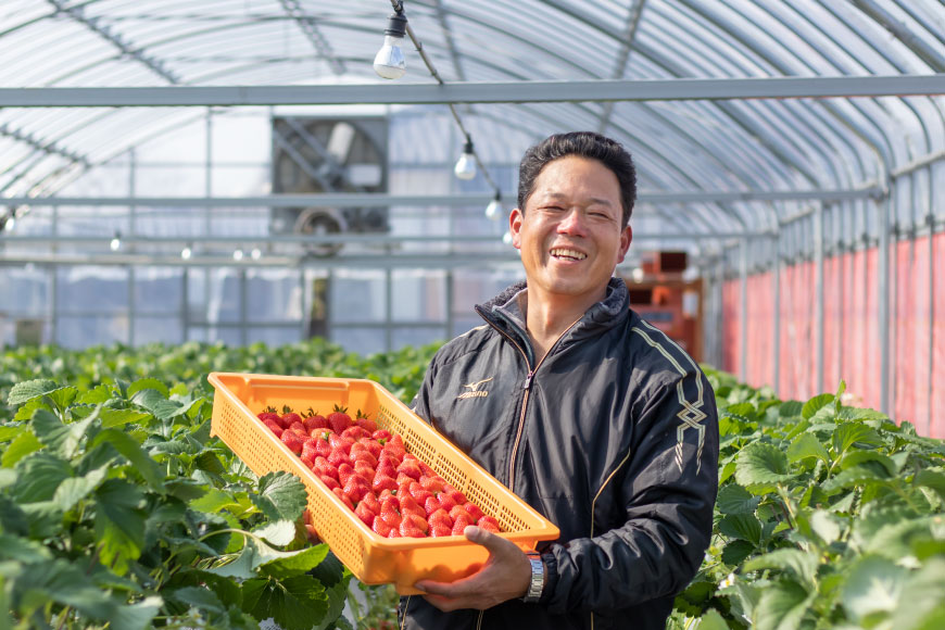 AJ649 長崎県知事賞受賞【厳選いちご】「恋みのり (2L～3L)」260g×4パック＜1～5月にお届け＞ [ 苺 イチゴ こいみのり カンベリー KanBerry 菅園芸 長崎県 島原市 ]