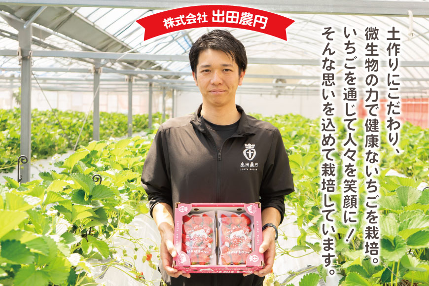 AJ437 【2025年12月発送開始】 いちご ほおばるベリー 約 500g ( 250g 2パック ) [ 苺 イチゴ 500g 甘い あまい おいしい ブランド フルーツ 果物 出田農円 長崎県 島原市 ]