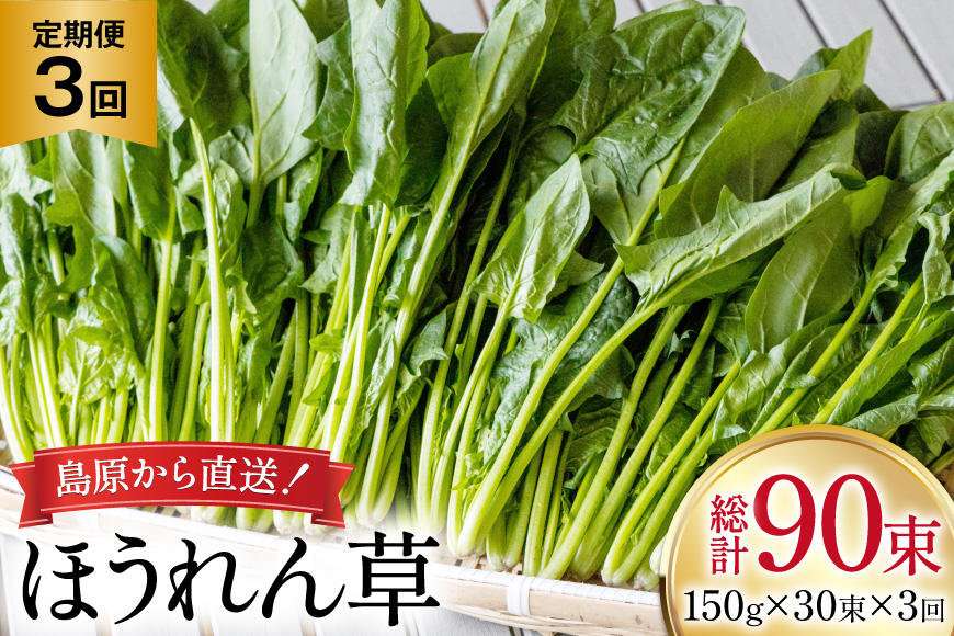 AI326 定期便 3回 ほうれん草 30束 [ 野菜 ホウレン草 やさい ホウレンソウ 冷蔵 葉物野菜 田中農園 長崎県 島原市 ]