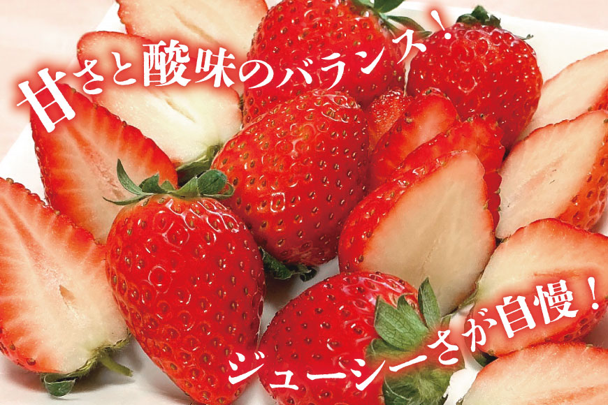 AJ437 【2025年12月発送開始】 いちご ほおばるベリー 約 500g ( 250g 2パック ) [ 苺 イチゴ 500g 甘い あまい おいしい ブランド フルーツ 果物 出田農円 長崎県 島原市 ]